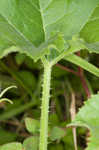 Field pumpkin